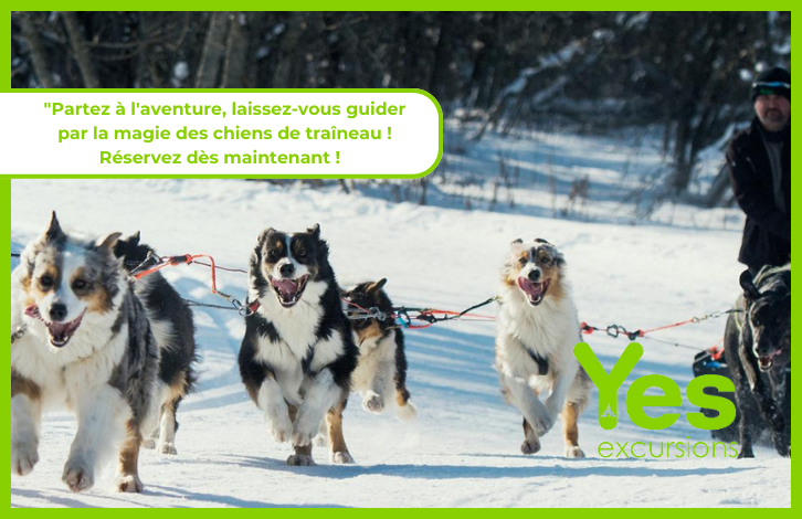 Chiens de traîneaux à Val d'Isère